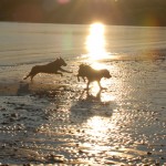 tralee bay3